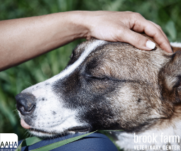 4 Ways Our Pets Contribute To Our Mental & Physical Health