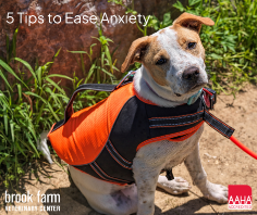 5 Tips To Help Ease Your Pet’s Anxiety