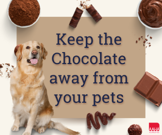Chocolate - The leading cause of Veterinarian visits around the holidays!