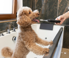Easy Solutions to Brushing Dog’s Teeth