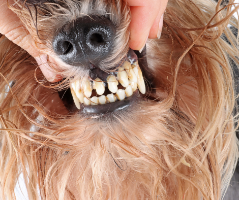 Ever wonder if Dental Treats Work?