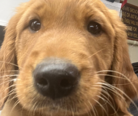 Experience Pet Pampering with Fluff & Brush Fridays
