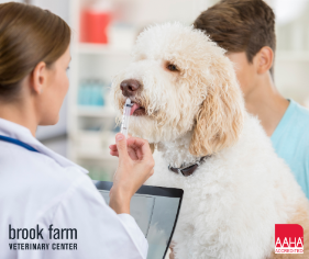 Giving Pet Medications at Home