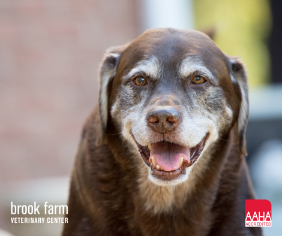 Hidden Problems Your Vet Can Identify During Senior Wellness Exams
