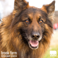 How Tick Borne-Diseases Can Affect You & Your Pet
