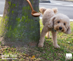 A dog urinating on a tree