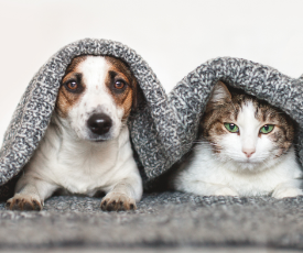 How to Ensure Your Pet is Warm and Toasty This Winter