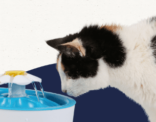 How to Keep Your Cat Hydrated