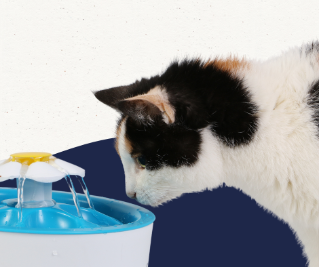 A cat drinking water