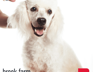 How to take a lock of your pet’s fur and turn it into a keepsake