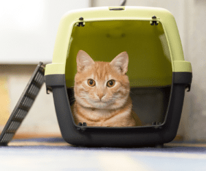 How to transport your cat to the vet?