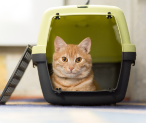 A cat in a carrier