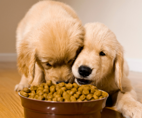 Is A Grain-Free Diet Safe?