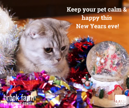 A kitten with a snow globe