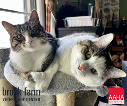 Meet Emmy and Whit – BFVC’s Office Cats