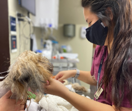 Meet Jess: Our Fearless Vet Tech with a Passion for Animal Hospital and Palliative Care!