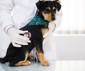 Our Team is Devoted to Providing Quality Care & A Paw-sitive Experience To All