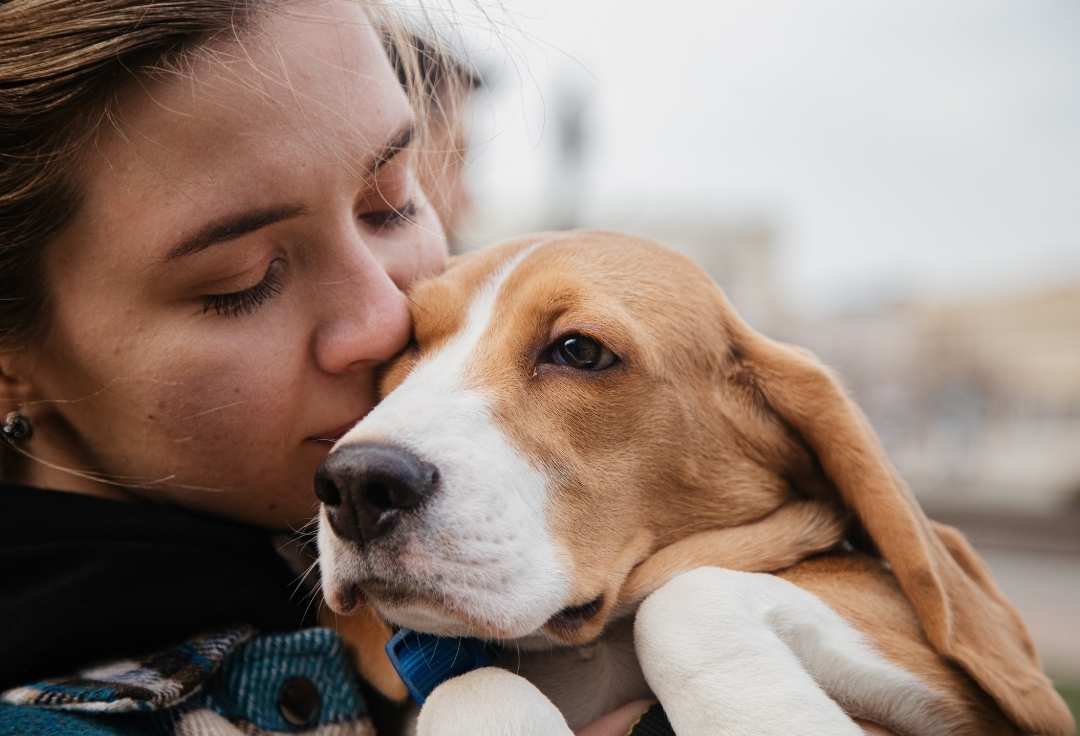 Pet Insurance 