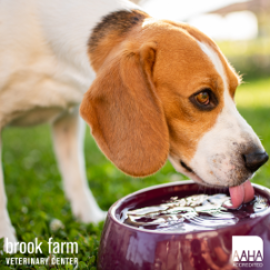 Summer Heat Safety for Pets