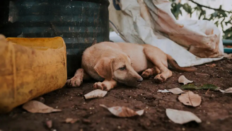 Support Animals in Ukraine