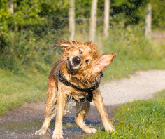 A dog shaking water off outside