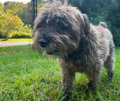 The Safety and Importance of Vaccinating Your Pets: Debunking Hesitations