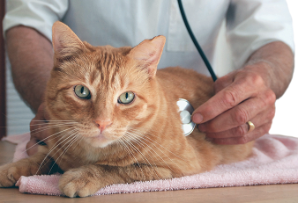 A cat being examined