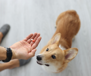 A dog receiving a pill