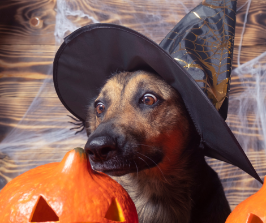Three Spooky Halloween Treat Recipes for Your Four-Legged Friend