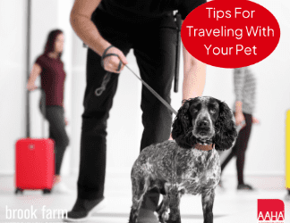 Tips for Traveling With Your Pets