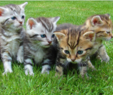 Trap-Neuter-Release (TNR)