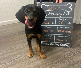 Ultimate Guide to Pet Wellness Care