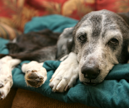 Understanding Bloody Vomiting in Dogs: Causes and Actions to Take