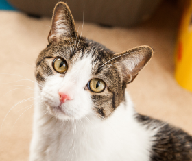 A close up of a cat