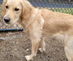 A dog outside