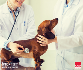 A dog being examined