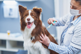 A dog receiving a vaccination