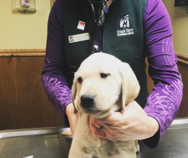 Understanding the Differences: Comprehensive Veterinary Exam vs. Wellness Exam