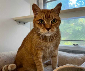A close up of an older cat