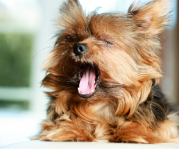 Unraveling the Enigma: A Puzzling Respiratory Illness Sweeping Through American Pets