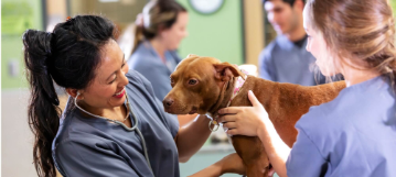 Veterinary Team Update – Continuing Our Dedication to Excellence