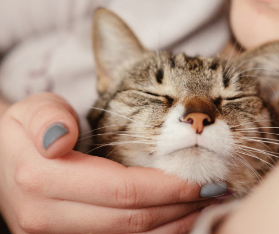 Want your cat to stay in purrrfect health? Watch out for this!