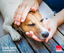 Ways to help your dog’s upset stomach: