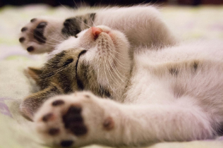 A cat sleeping with its paws in the air