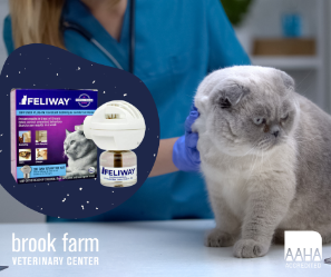 What Is Feliway & How Can It Help Your Kitty Cat?