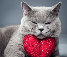 A cat resting its head on a red heart