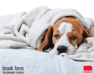 What Pet Parents Need To Know About Mycoplasma