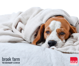 A dog resting on a bed wrapped in a blanket