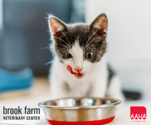 What To Do When Your Cat Won’t Eat