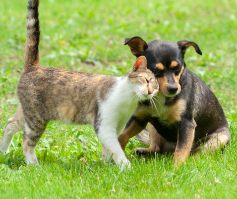 What You Need To Know About Ear Infections